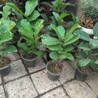 گل برگ عبایی و فیکوس|گل و گیاه طبیعی|مشهد, توس (بلوار توس)|دیوار