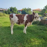 گاومونت بلیار