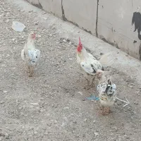 مرغ