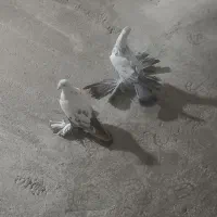 گوگوریخ ارکح قیمت ۱ میلیون|پرنده|باسمنج, |دیوار