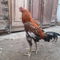 دوتا خروس لاری ۸ ماهه