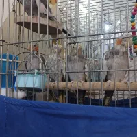 عروس هلندی|پرنده|شهر ری, حمزه‌آباد|دیوار