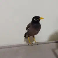 مرغ مینا|پرنده|ری, دولت‌آباد|دیوار