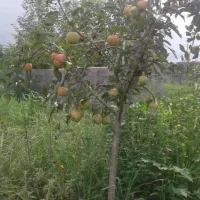 زمین ۸۰۰ متری آماده ساخت در پس ویشه رشت