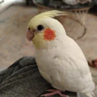 جوجه عروس هلندی نرمه خور