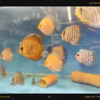 دیسکس حدود سه و سه نیم اینچ