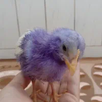 دوعددجوجه رنگی ۱ ماهه ناز و دوست داشتنی