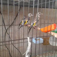 سهره قفسی