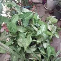 حراج تعدادی گل طبیعی|حراج|کرج, شهرک امام رضا (ع)|دیوار