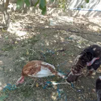 بوقلمون