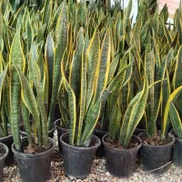 تولید سانسوریا|گل و گیاه طبیعی|اصفهان, زاجان|دیوار