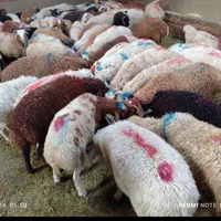 دام با تماس گوسفند کم چرب زنده|حیوانات مزرعه|تهران, یوسف‌آباد|دیوار