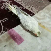 عروس هلندی اطلسی ماده