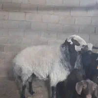 فروش بره شال|حیوانات مزرعه|خضر آباد, |دیوار