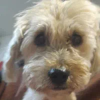 واگذاری سگ پاکوتاه شیتزو|سگ|اردبیل, |دیوار