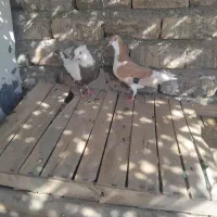 یه ماده پلاس یه نر دم قهوه مهر مهر سالم