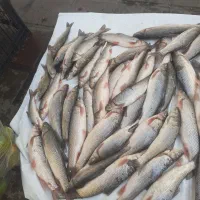 سفیدماهی وسیاه کولی|ماهی|صومعه‌سرا, |دیوار