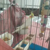 یک جفت عروس هلندی|پرنده|اشتهارد, |دیوار