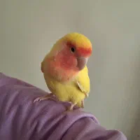 طوطی برزیلی ماده همراه قفس