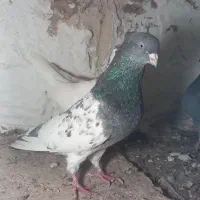 کبوتر درست|پرنده|بیرجند, |دیوار