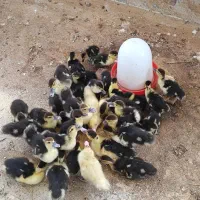 جوجه اردک خارجی اسرائیلی