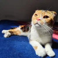 گربه اسکاتیش ماده