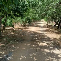 فروش زمین ۱۰۰۰ متری محدود پل زمانخان|فروش زمین و ملک کلنگی|شاهین‌شهر, طالقانی|دیوار