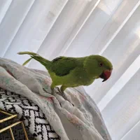 طوطی ملنگو نر|پرنده|جم, |دیوار