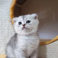 دنیای گربه های خاص و گوگولی (پرشین بریتیش اسکاتیش)|گربه|شیراز, دروازه اصفهان|دیوار