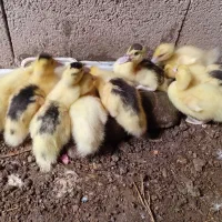 جوجه اردک اسرائیلی