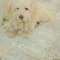 سگ.