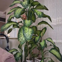 گل طبیعی دیفن|گل و گیاه طبیعی|چهاردانگه (تهران), |دیوار