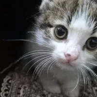 واگذاری گربه نر دو ماهه