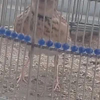 سهره خاکی جوجه امسال