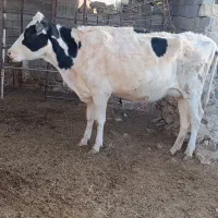 گاو شیری و ابستن|حیوانات مزرعه|ارژن, |دیوار