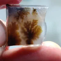 شجر قائن|جواهرات|یزد, |دیوار