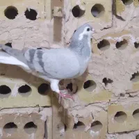 کفتر ساده قلدر پرشی