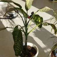 گل طبیعی|گل و گیاه طبیعی|سبزوار, گلشن|دیوار