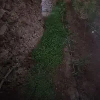 سبزی گلخانه‌ای|گل و گیاه طبیعی|نیمروز, |دیوار