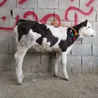 یه عدد گوساله سیمینتال ماده مخصوص داشتی درجه یک