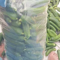خیار