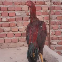 خروس لاری پنج ماهه