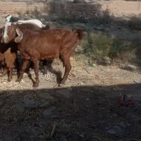 4بز بی بزغاله|حیوانات مزرعه|اسحاق آباد, |دیوار