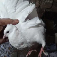 کبوتر|پرنده|سرپل ذهاب, |دیوار