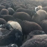 بره|حیوانات مزرعه|تهران, خرمشهر|دیوار