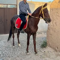 مادیون ۴ به ۵ سال ترکمن خالص