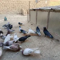 کبوتر پرشی|پرنده|اصفهان, سپاهان‌شهر|دیوار