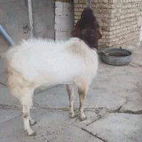 بز نر