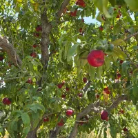 باغ و باغچه درختان بازده دیوار شده ۲۵۰ متر|فروش زمین و ملک کلنگی|وحیدیه, |دیوار