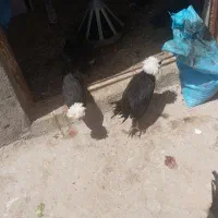 مرغ، خروس، بوقلمون، اردک اسرائیلی و